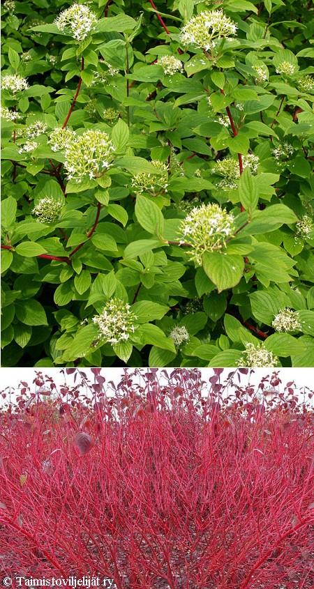 Cornus alba'Sibirica'